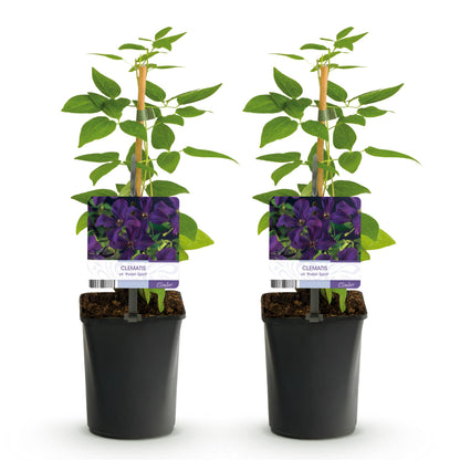 Kletterpflanze - Clematis vit. Polish Spirit - Blüte Rosa - Wenig Pflege - 2 Pflanzen - Topf 11cm Höhe 40cm
