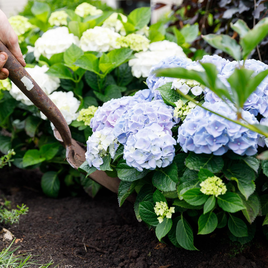 Balkon-Hortensie Forever &amp; Ever Blau – 2 Pflanzen – 7–12 Blüten – Ø23 cm Topf – Höhe ca. 55 cm
