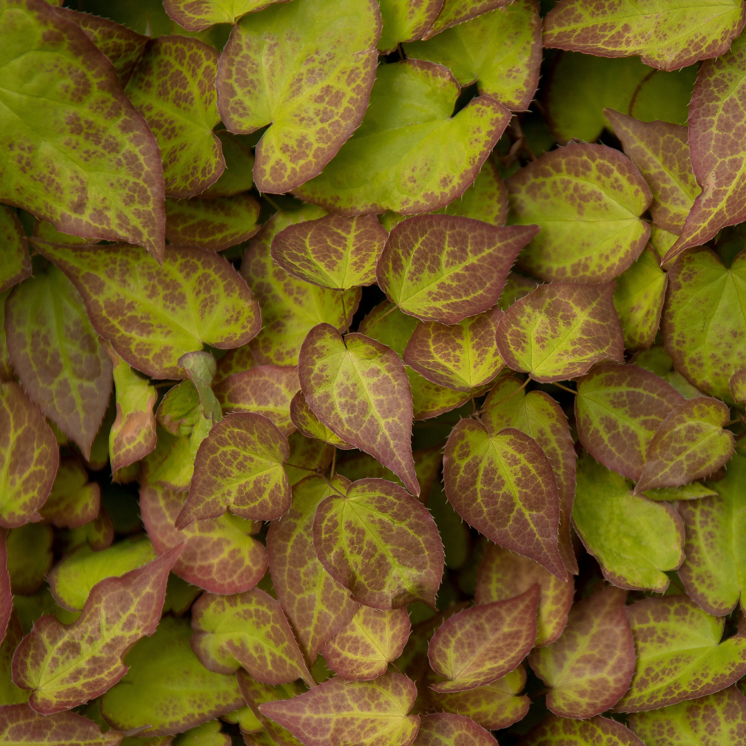 6x Epimedium perralc. &