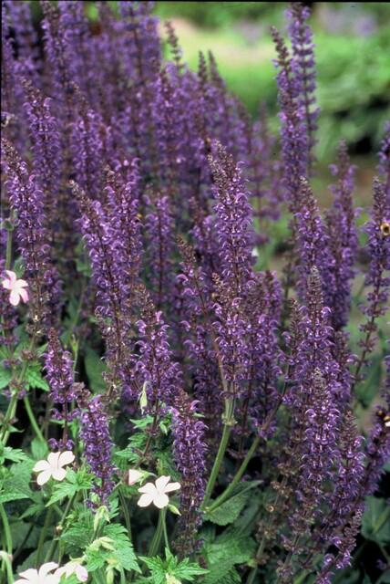 Salvia nemorosa ‘Mainacht’ – 24 Stück, Ø 9 cm Topf, ↕ 10–25 cm – Duftender, winterharter Ziersalbei für Garten &amp; Bienen