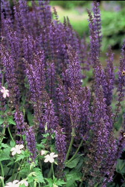 Salvia nemorosa ‘Mainacht’ – 24 Stück, Ø 9 cm Topf, ↕ 10–25 cm – Duftender, winterharter Ziersalbei für Garten &amp; Bienen