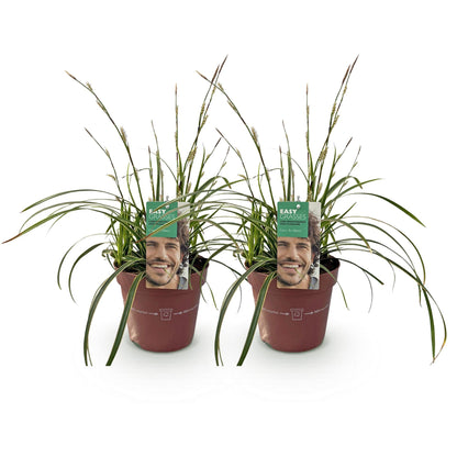 Carex morrowii &