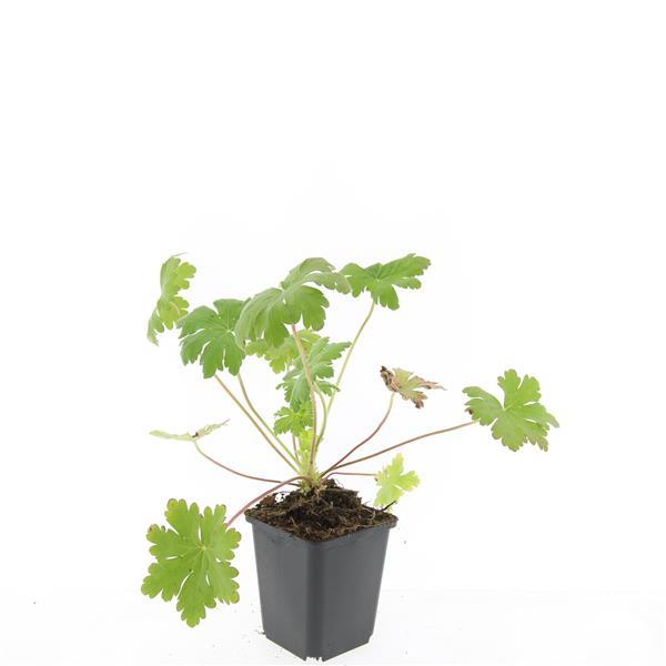 Storchschnabel (Geranium macrorrhizum &