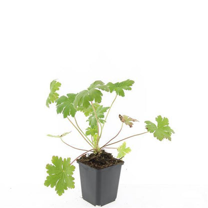 Storchschnabel (Geranium macrorrhizum &