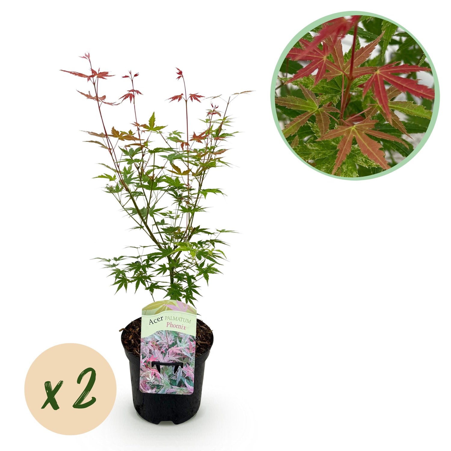 Japanischer Ahorn - Acer palmatum Phoenix - Rosa - 2 Pflanzen - Laubabwerfend - Topf 19cm Höhe 70cm