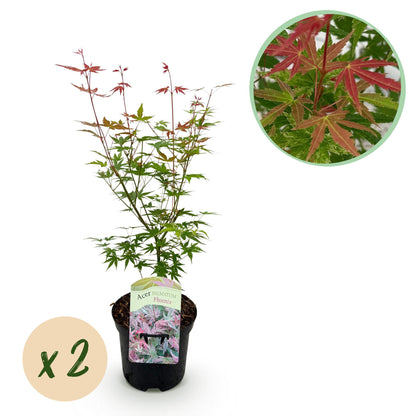 Japanischer Ahorn - Acer palmatum Phoenix - Rosa - 2 Pflanzen - Laubabwerfend - Topf 19cm Höhe 70cm