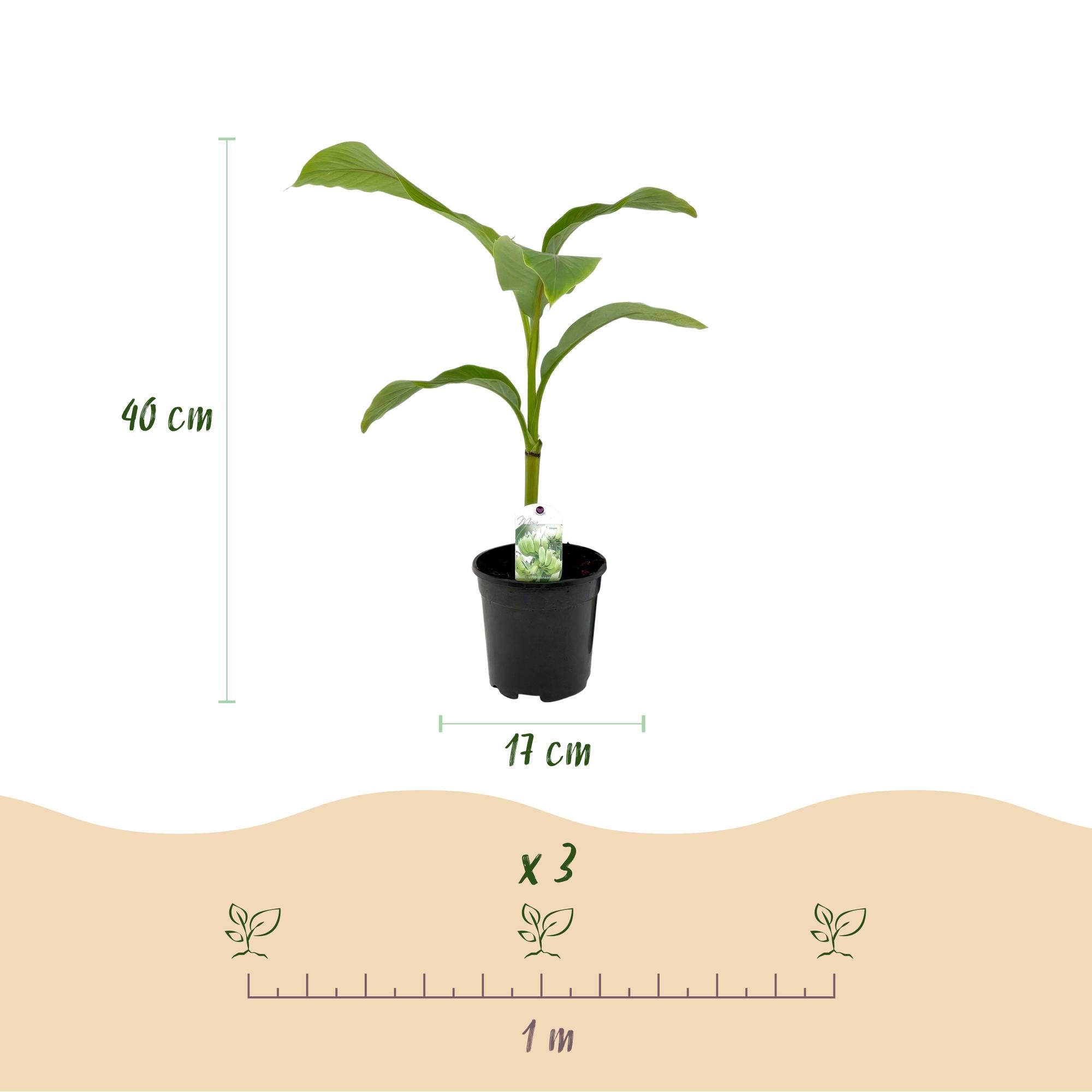 Musa basjoo – Winterharte Bananenpflanze für Garten &amp; Balkon