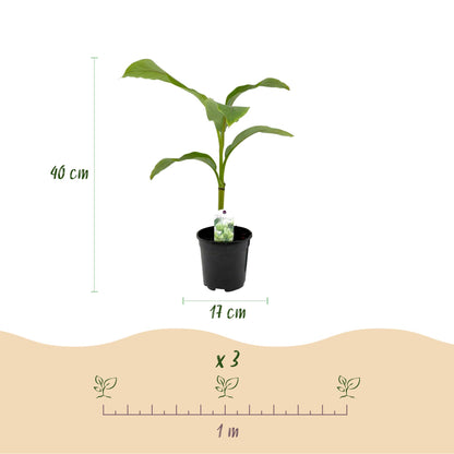 Musa basjoo – Winterharte Bananenpflanze für Garten &amp; Balkon