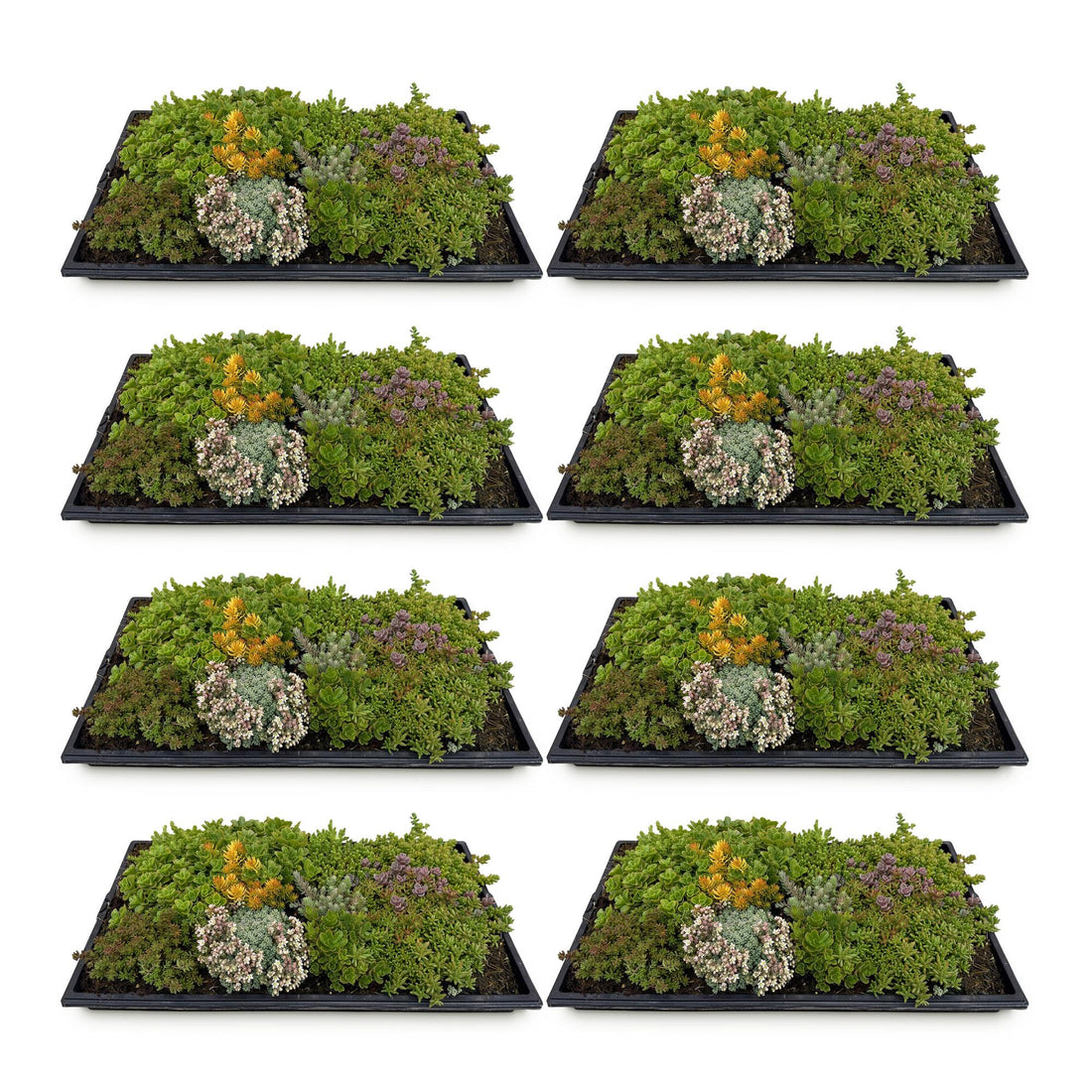 Bodendecker Sedummatte | Winterhart &amp; pflegeleicht – 10 Sorten – 50×30 cm