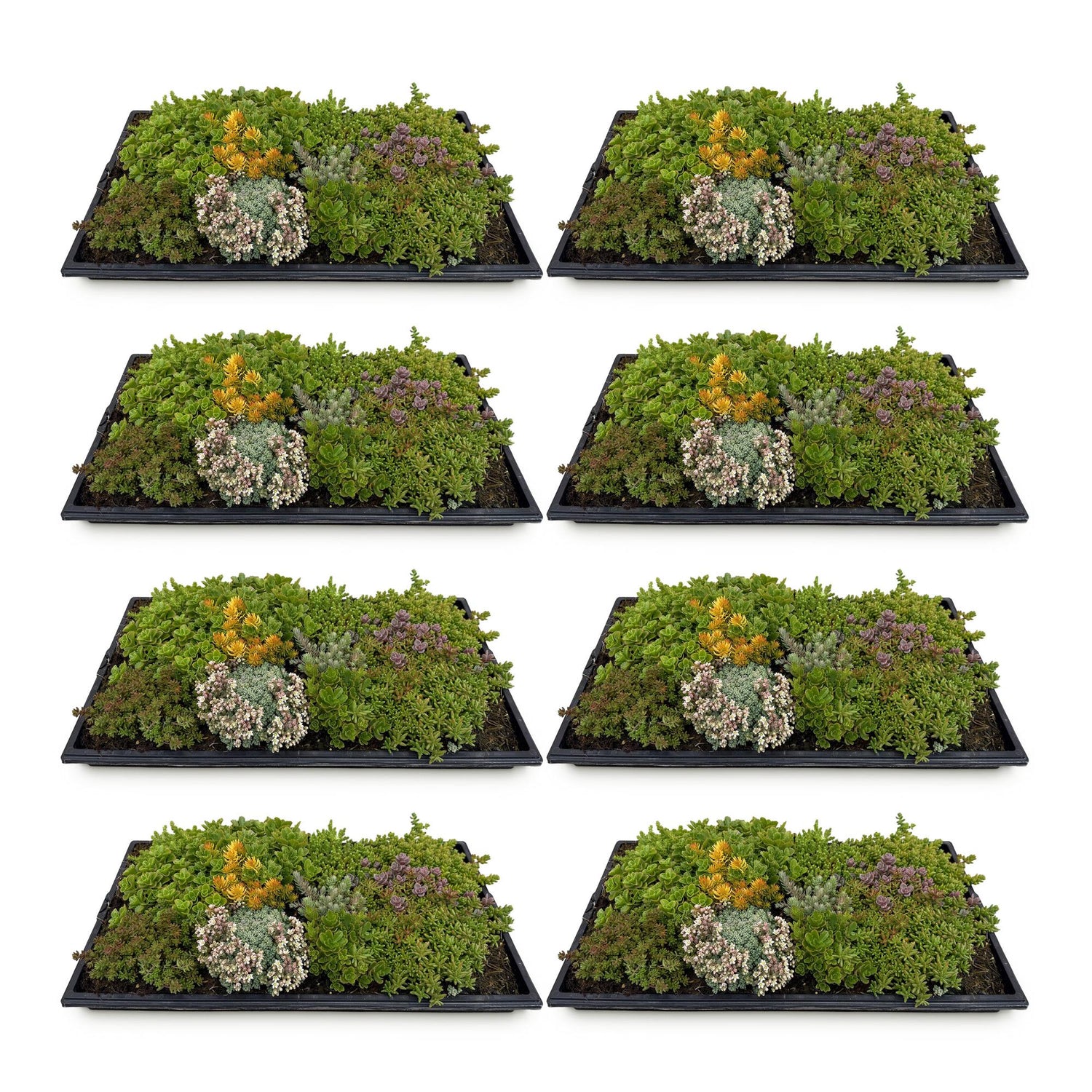 Bodendecker Sedummatte | Winterhart &amp; pflegeleicht – 10 Sorten – 50×30 cm