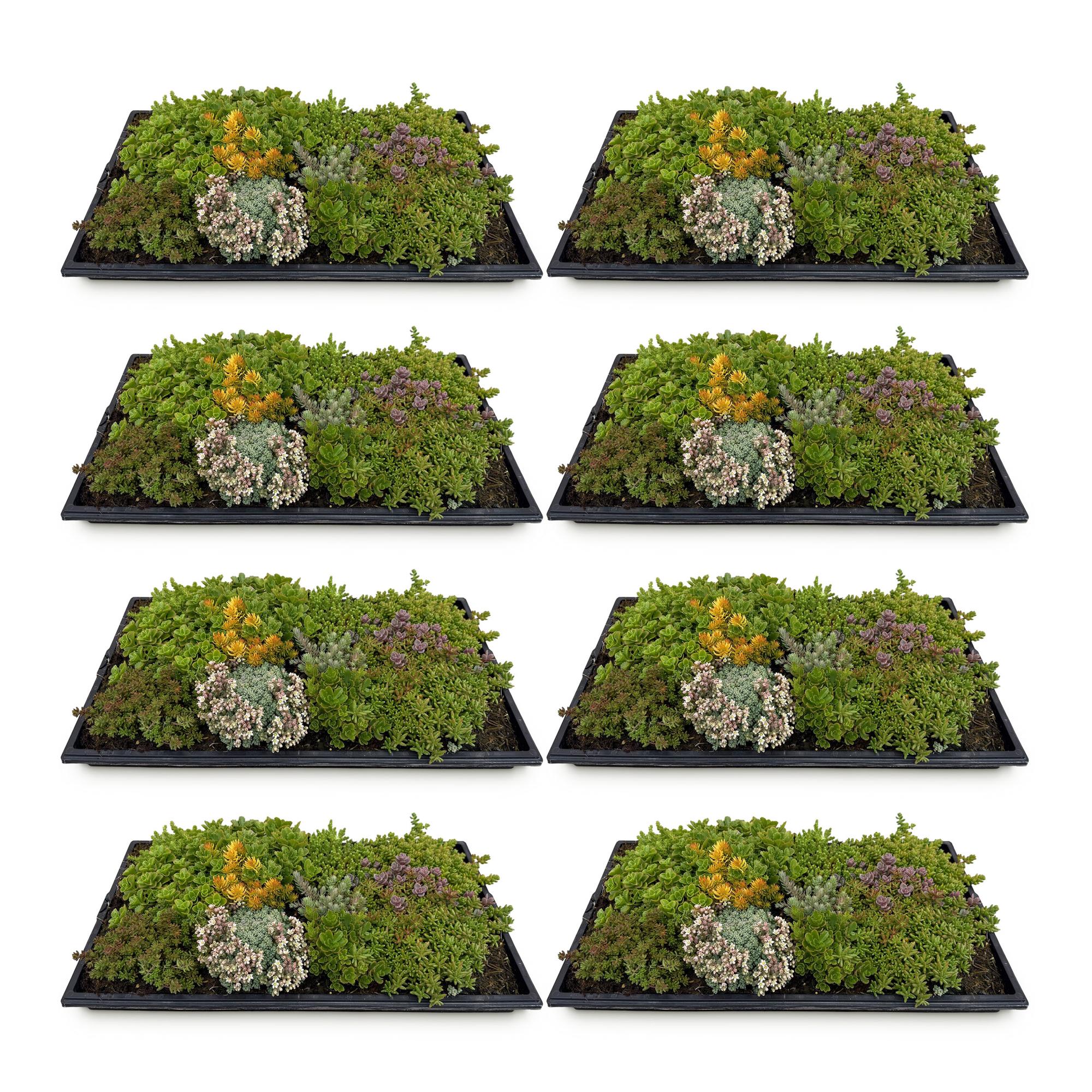 Bodendecker Sedummatte | Winterhart &amp; pflegeleicht – 10 Sorten – 50×30 cm