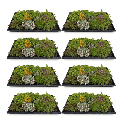 Bodendecker Sedummatte | Winterhart &amp; pflegeleicht – 10 Sorten – 50×30 cm