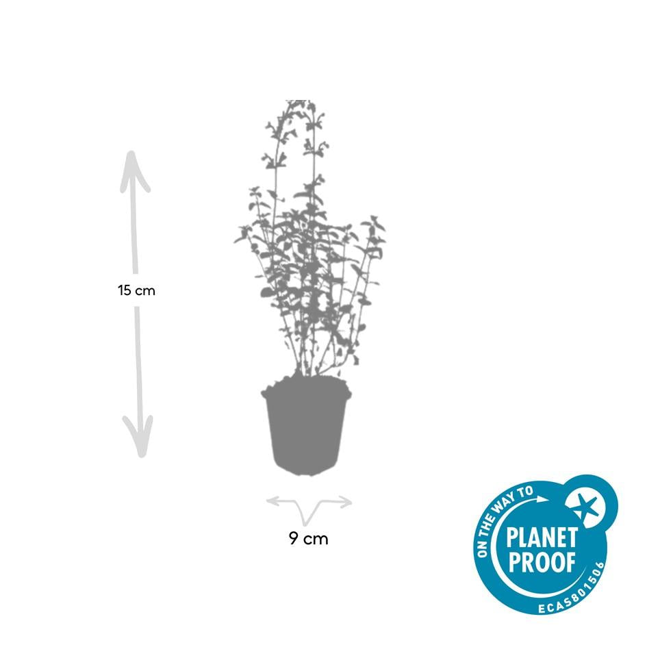 24x Nepeta ‘Walker’s Low’ – Katzenminze mit violettblauen Blüten – Höhe 10–25 cm – Ø 9 cm