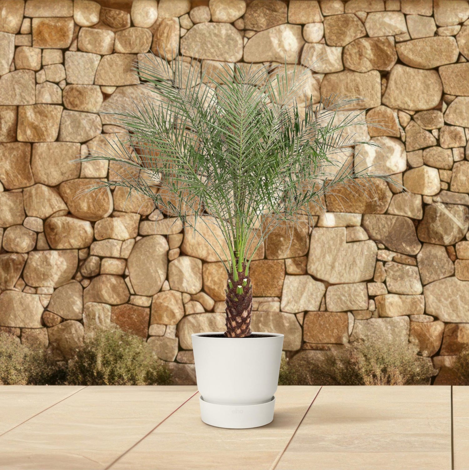 Zwerg-Dattelpalme – Phoenix roebelenii – Elegante Zimmer- &amp; Kübelpflanze – Immergrün
