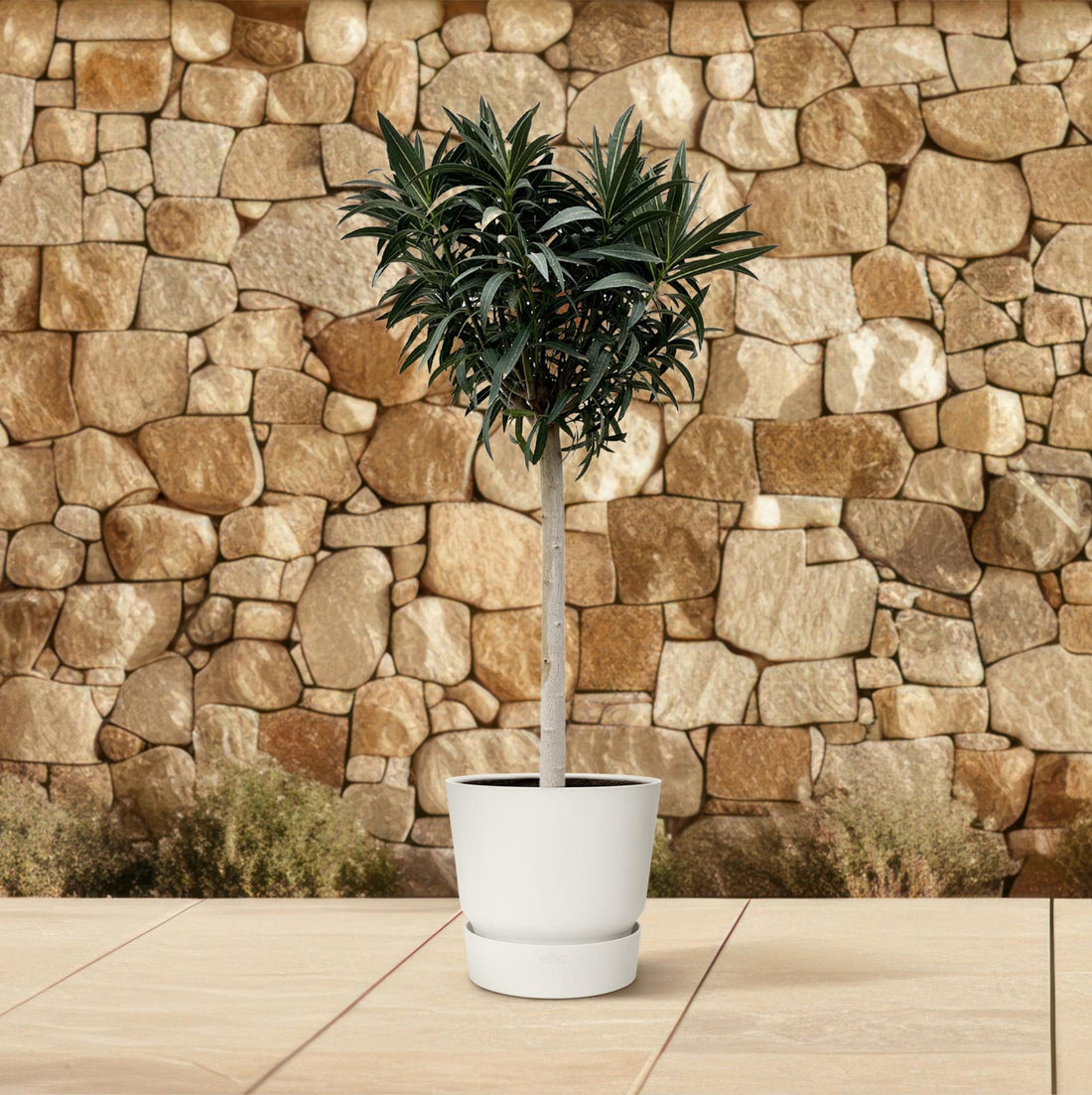 Oleander Hochstamm – Nerium Oleander – ca. 200 cm – Ø35 cm Topf – Mediterraner XXL-Blickfang