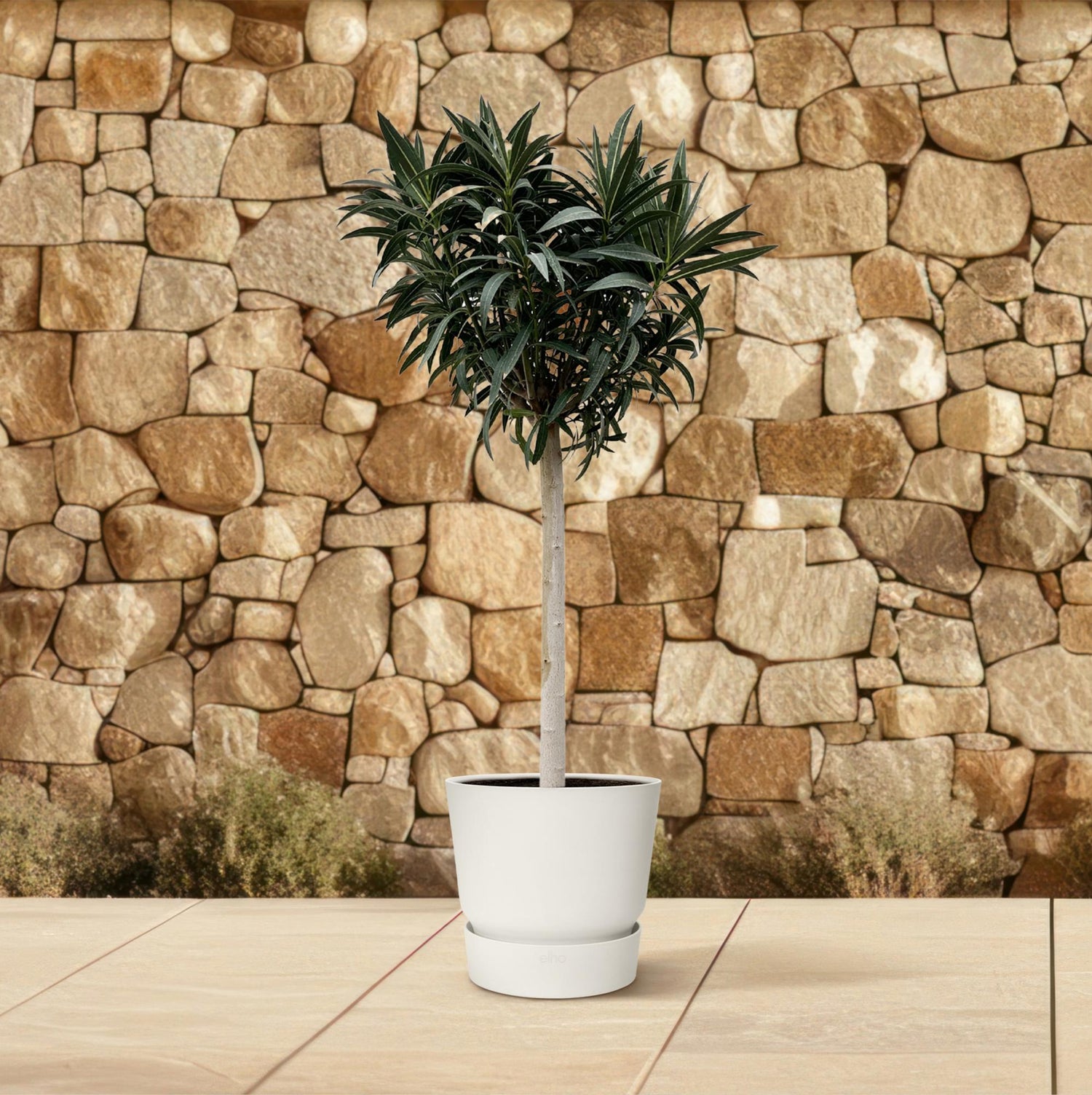 Oleander Hochstamm – Nerium Oleander – ca. 200 cm – Ø35 cm Topf – Mediterraner XXL-Blickfang