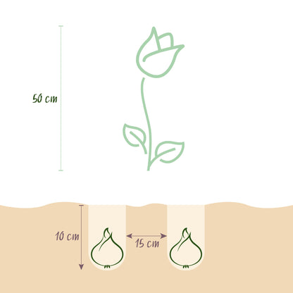 Blumenzwiebeln - Tulp Gudoshnik Double - Doppelblütig - 12 Stück - Zwiebelgröße 11/12 - XXL Pack