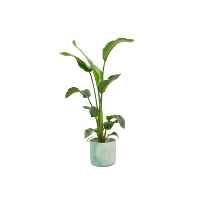 Strelitzia Nicolai 100cm mit Topf – Weißer Paradiesvogel für Ihr Zuhause