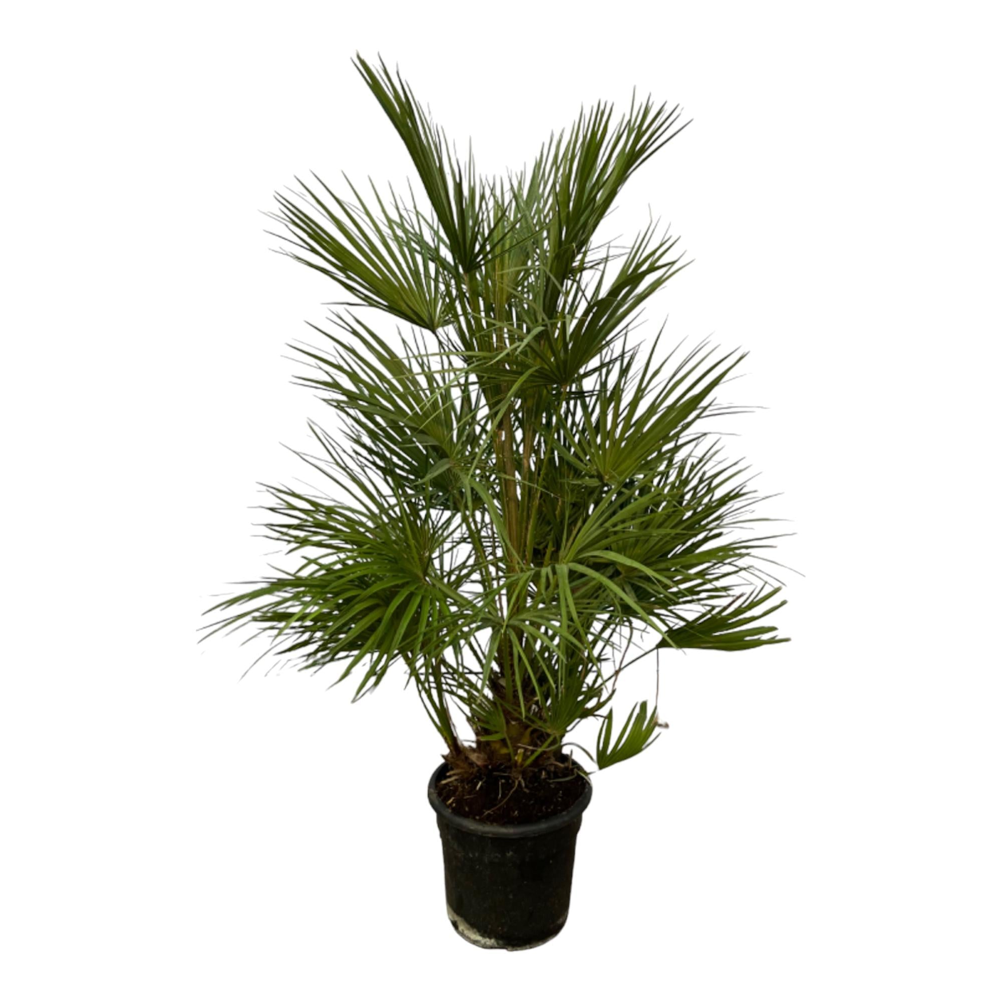 Chamaerops Humilis – Zwergpalmen für drinnen &amp; draußen