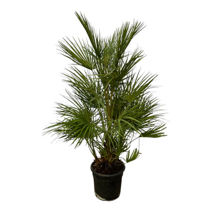 Chamaerops Humilis – Zwergpalmen für drinnen &amp; draußen