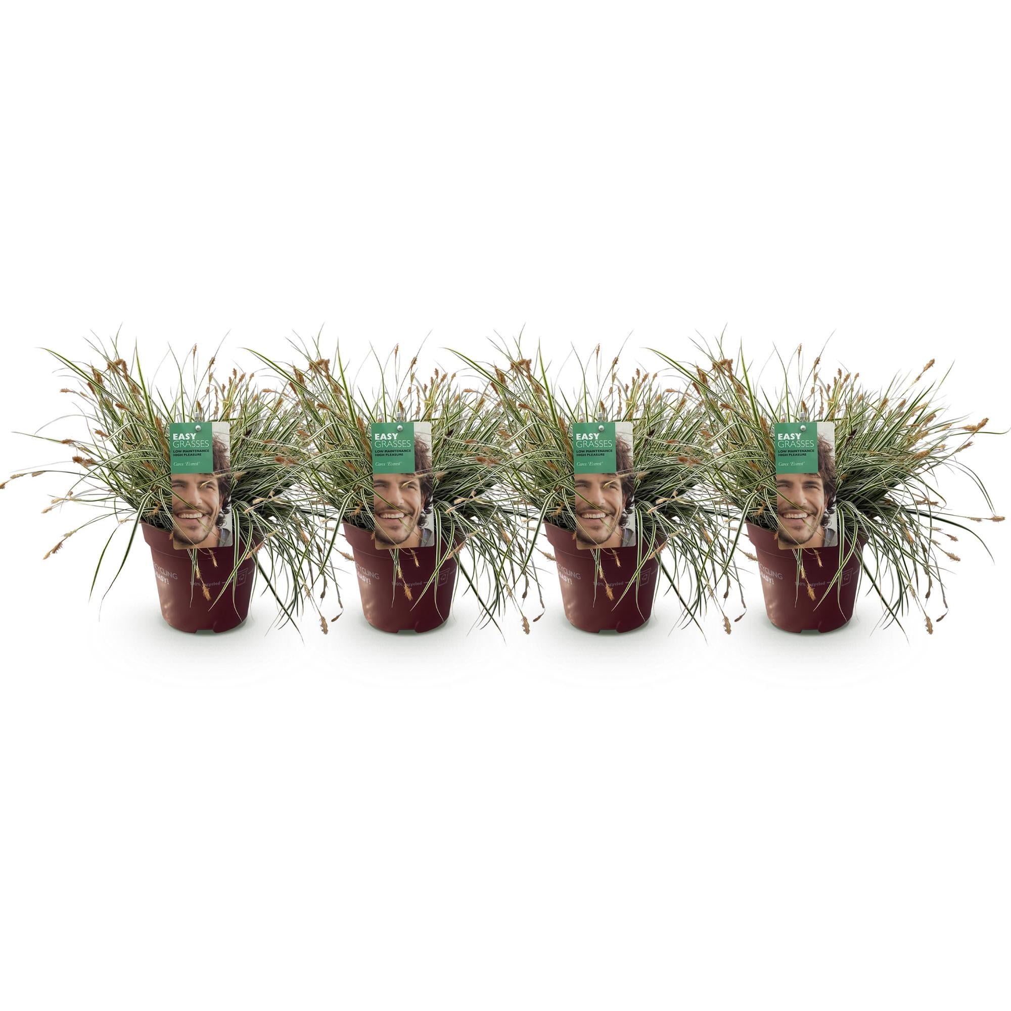 Carex &