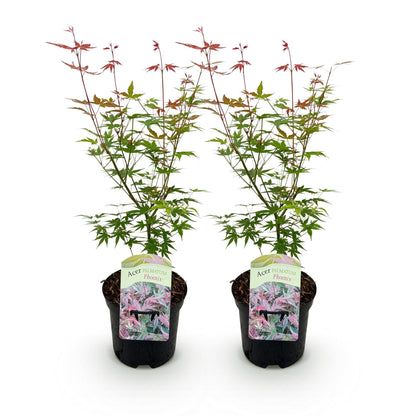 Japanischer Ahorn - Acer palmatum Phoenix - Rosa - 2 Pflanzen - Laubabwerfend - Topf 19cm Höhe 70cm