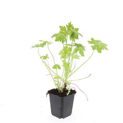 24x Geranium macrorrhizum – Immergrüner Bodendecker für Garten &amp; Hang