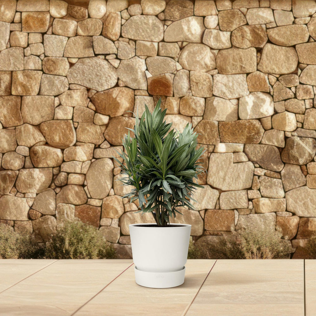 Oleander Hecke – Nerium Oleander – Immergrün &amp; Mediterran – Für dichte, blühende Hecken