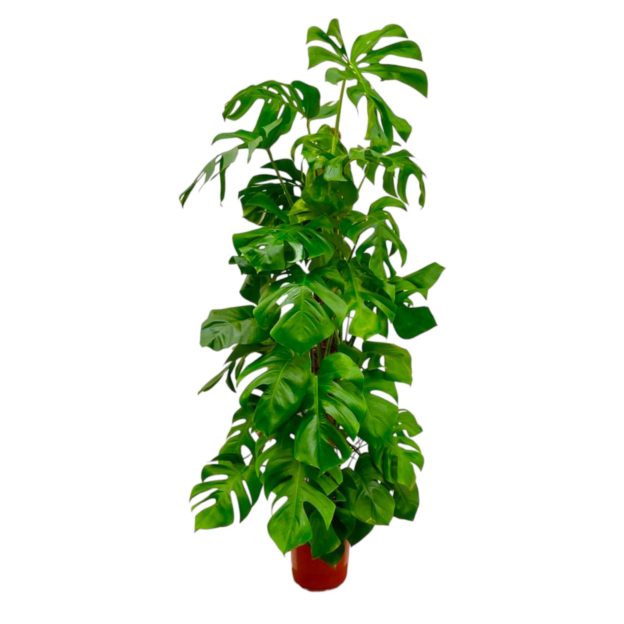 Monstera Deliciosa – Tropische Fensterblatt-Zimmerpflanze