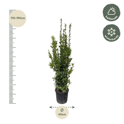 Laurus Nobilis &quot;Echte Lorbeer&quot; - 180 cm - ø40