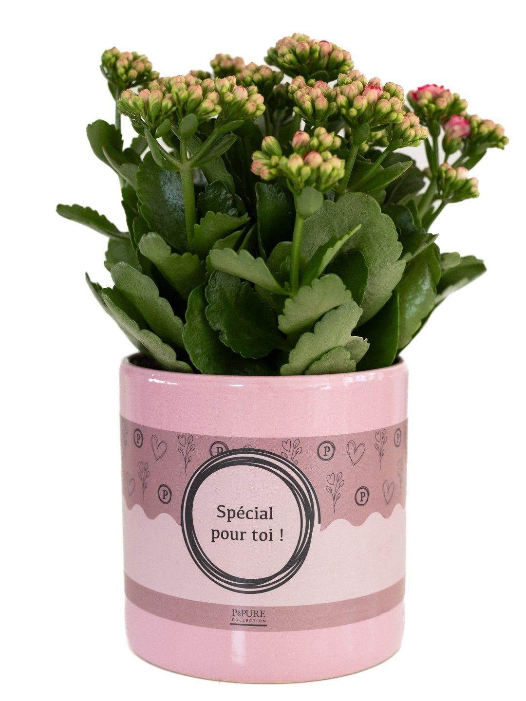 Kalanchoe Pink In P&amp;PURE "SPECIAL POUR TOI" Verpakking - Ø12cm - ↕27cm