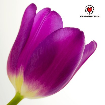 Purple Prince Tulpenzwiebeln – 20er-Pack | Tiefviolette Frühlingsblüten