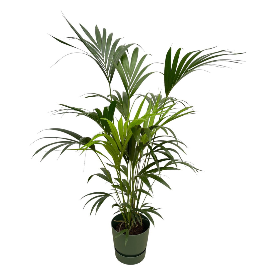 Kentia-Palme 160cm mit Topf – Elegante Zimmerpalme für stilvolles Grün