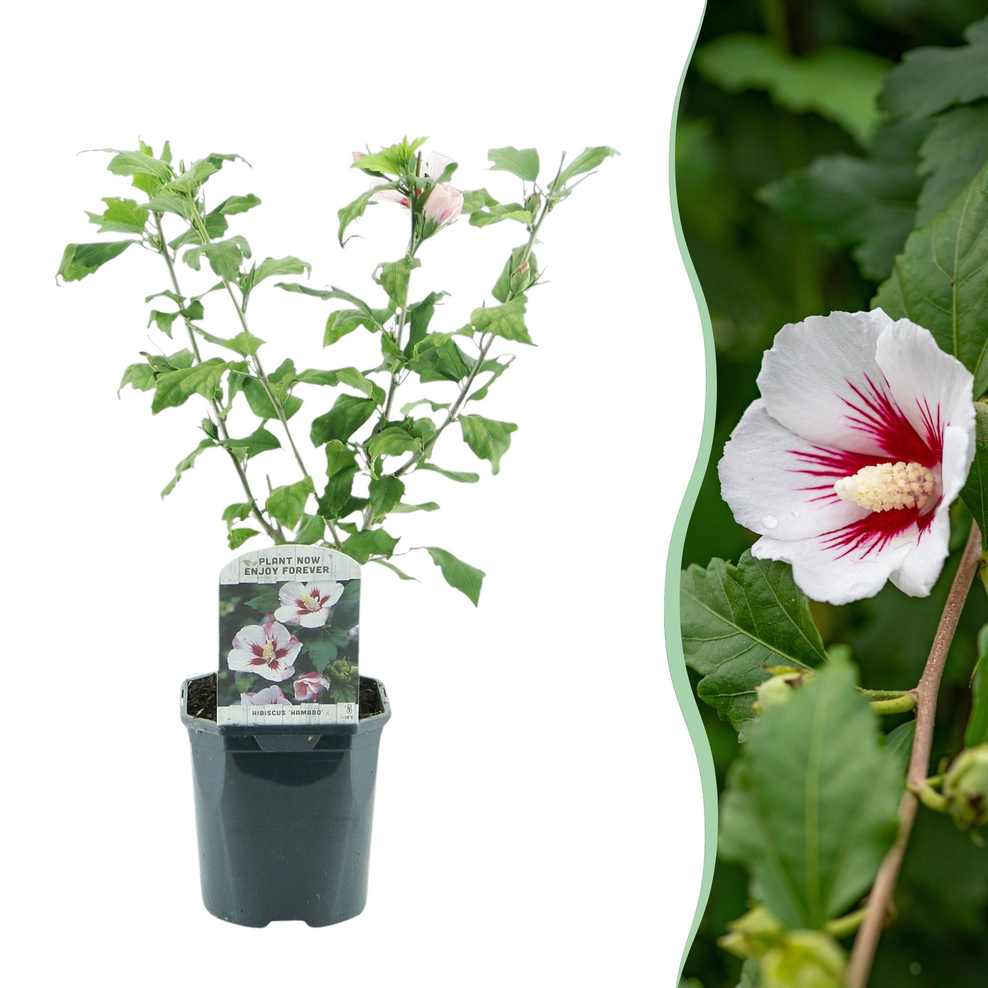 Hibiscus syriacus Hamabo - Blüte Hellrosa - 1 Pflanze - Laubabwerfend - Wenig Pflege - Topf 17cm Höhe 45cm