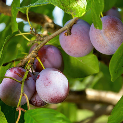 Pflaumenbaum - Prunus domestica Opal - Gelb Rote Frucht - Topf 21cm Höhe 90cm