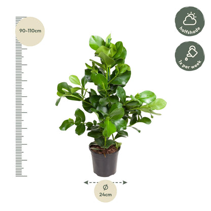 Clusia rosea 110 cm | Balsamapfel im Ø24 cm Topf – Moderne &amp; Pflegeleichte Zimmerpflanze