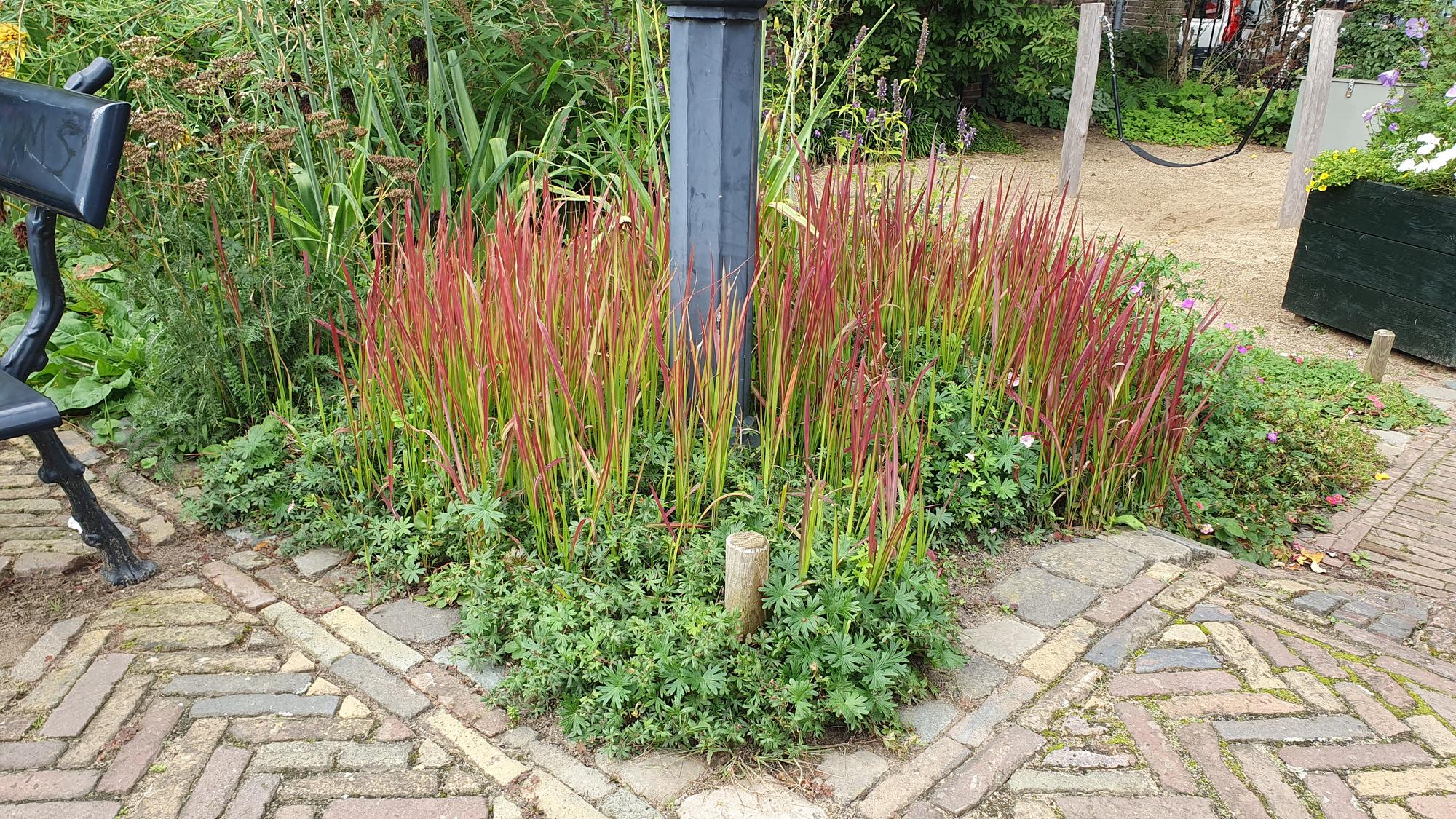 Imperata cylindrica ‘Red Baron’ – 24 Pflanzen Ø 9 cm – Japanisches Blutgras mit intensiver roter Färbung