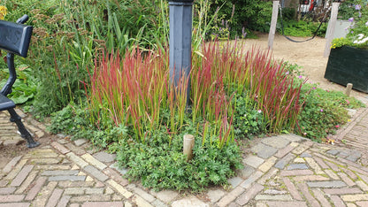 Imperata cylindrica ‘Red Baron’ – 24 Pflanzen Ø 9 cm – Japanisches Blutgras mit intensiver roter Färbung