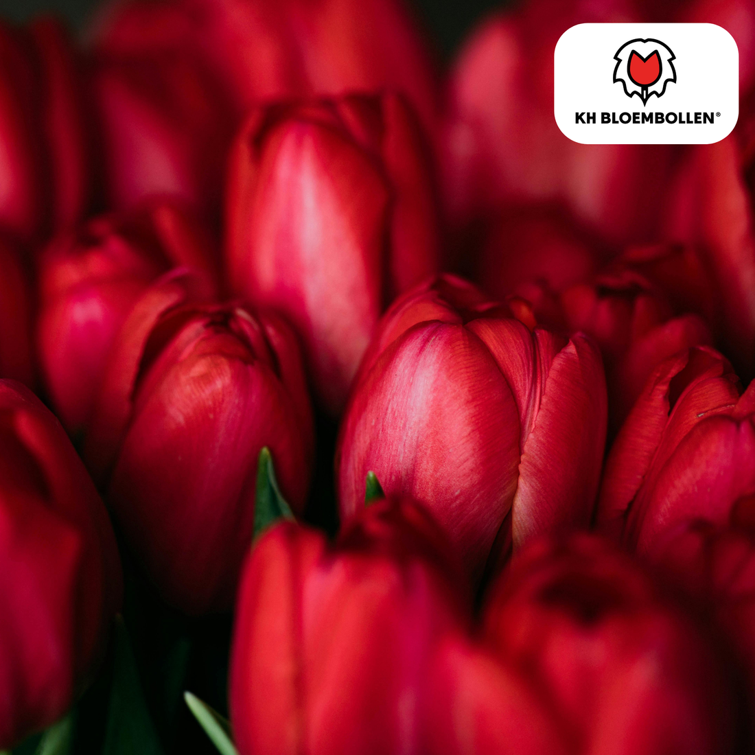 Tulpenzwiebeln Ile de France – 20er-Pack | Kräftig Rot &amp; Elegant