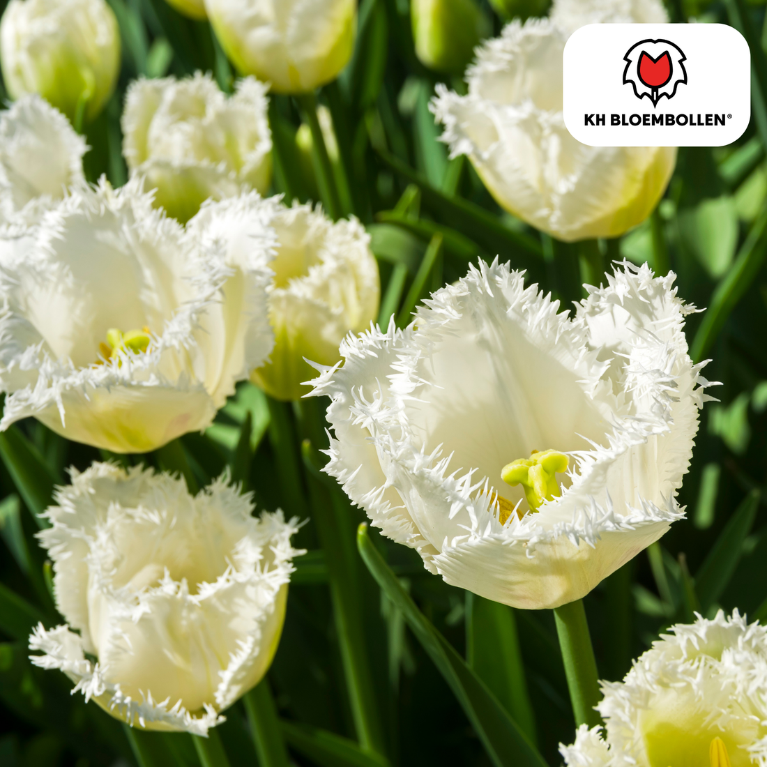 Tulpenzwiebeln Honeymoon | 20er-Pack | Weiß gefüllt
