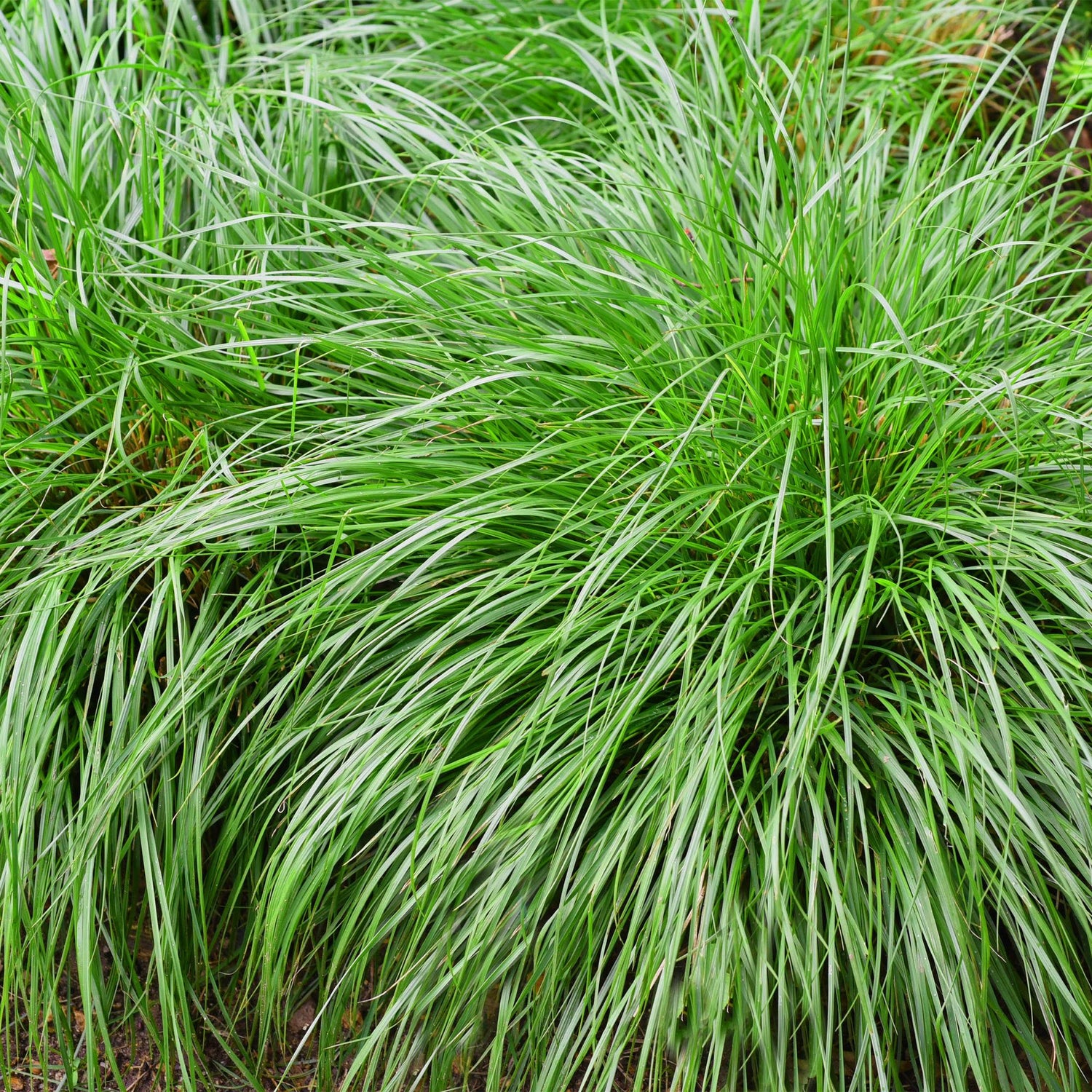 Carex &