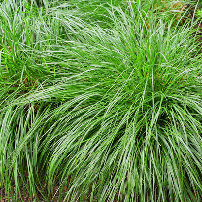 Carex &