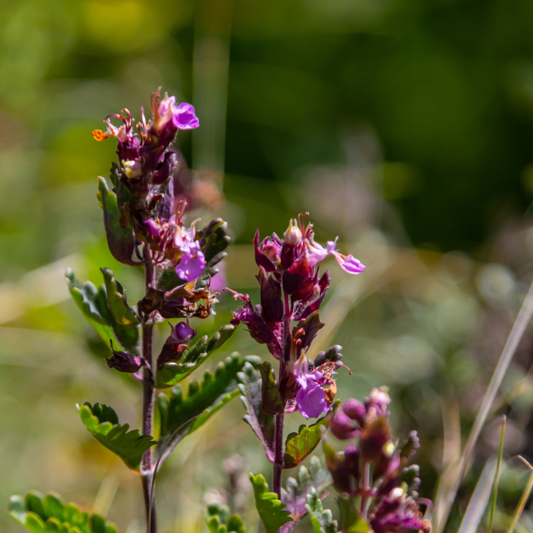 6x Teucrium lucidrys - ↕10-25cm - Ø9cm
