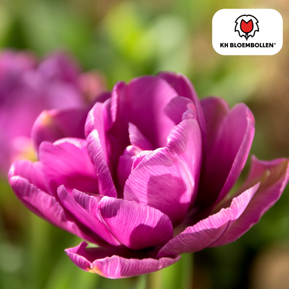 Double Flag Tulpen – 20 Zwiebeln | Gefüllte violette Blüten
