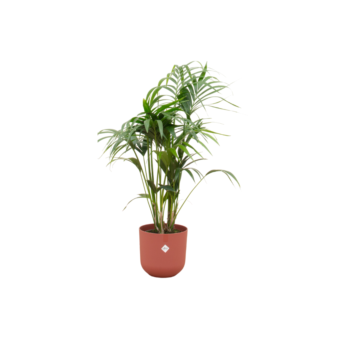 Kentia Palme 130 cm – Elegante Zimmerpalme im Topf