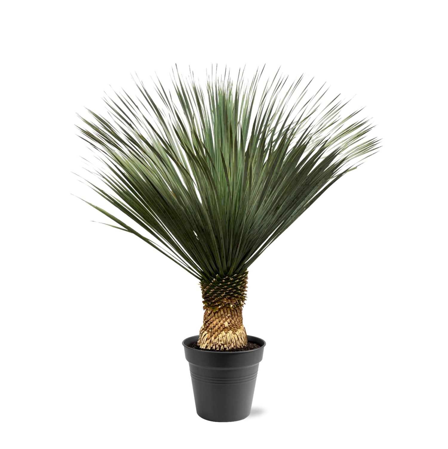 Yucca rostrata – Robuste Palmlilie für Garten &amp; Zuhause