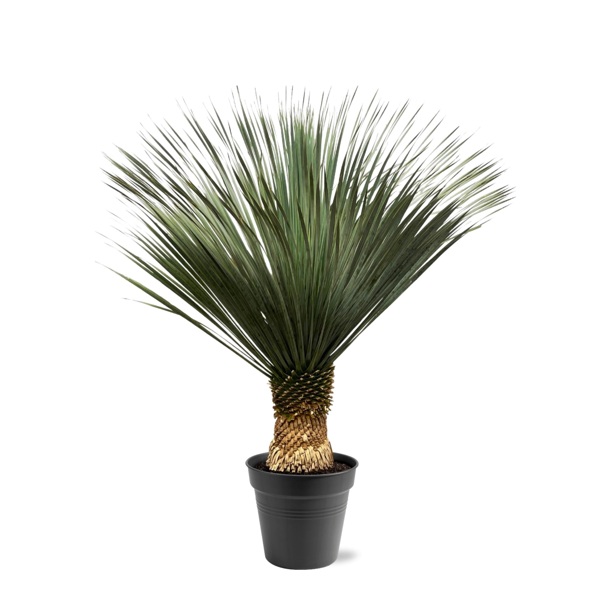 Yucca rostrata – Robuste Palmlilie für Garten &amp; Zuhause