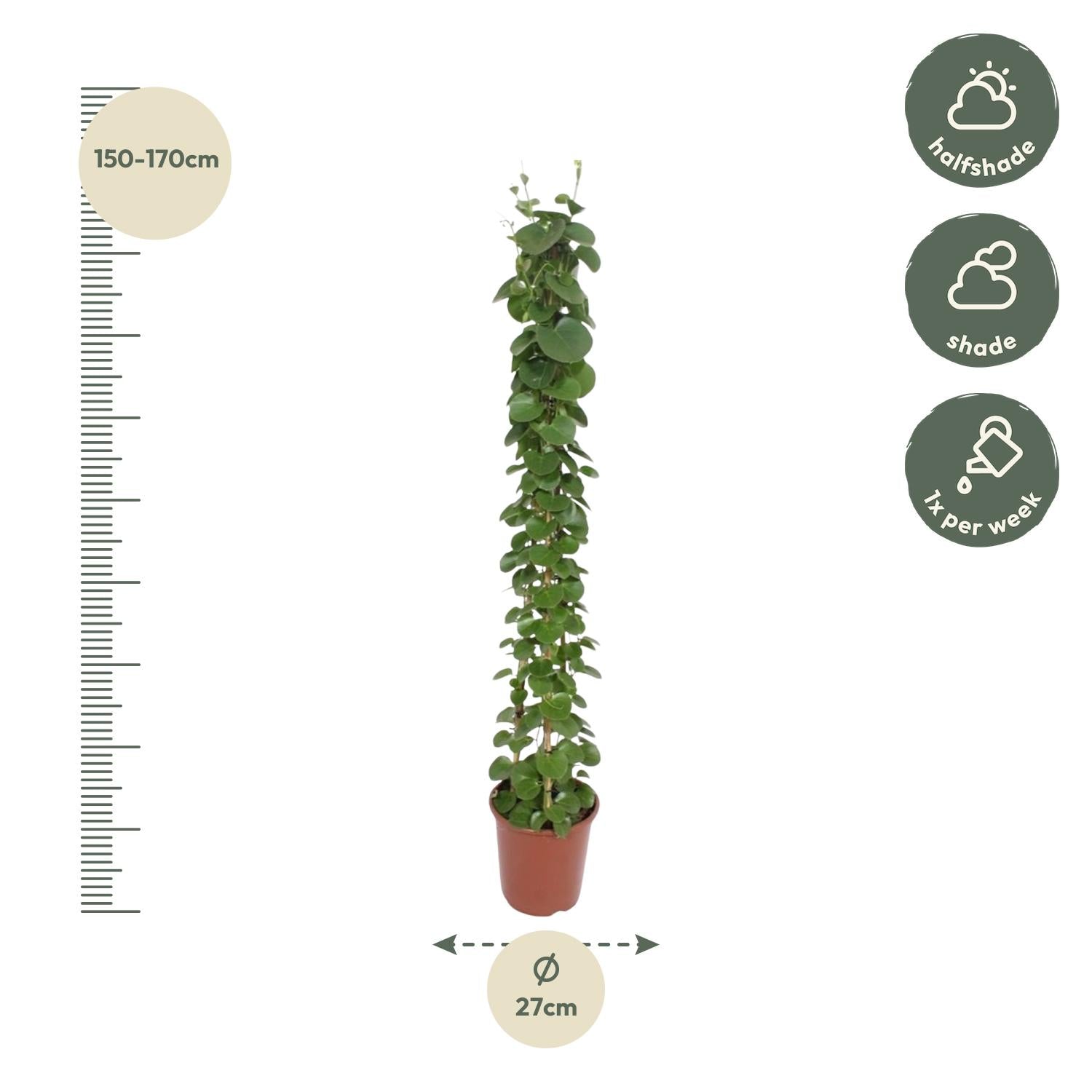 Cissus rotundifolia Pyramide 160 cm – Ø27