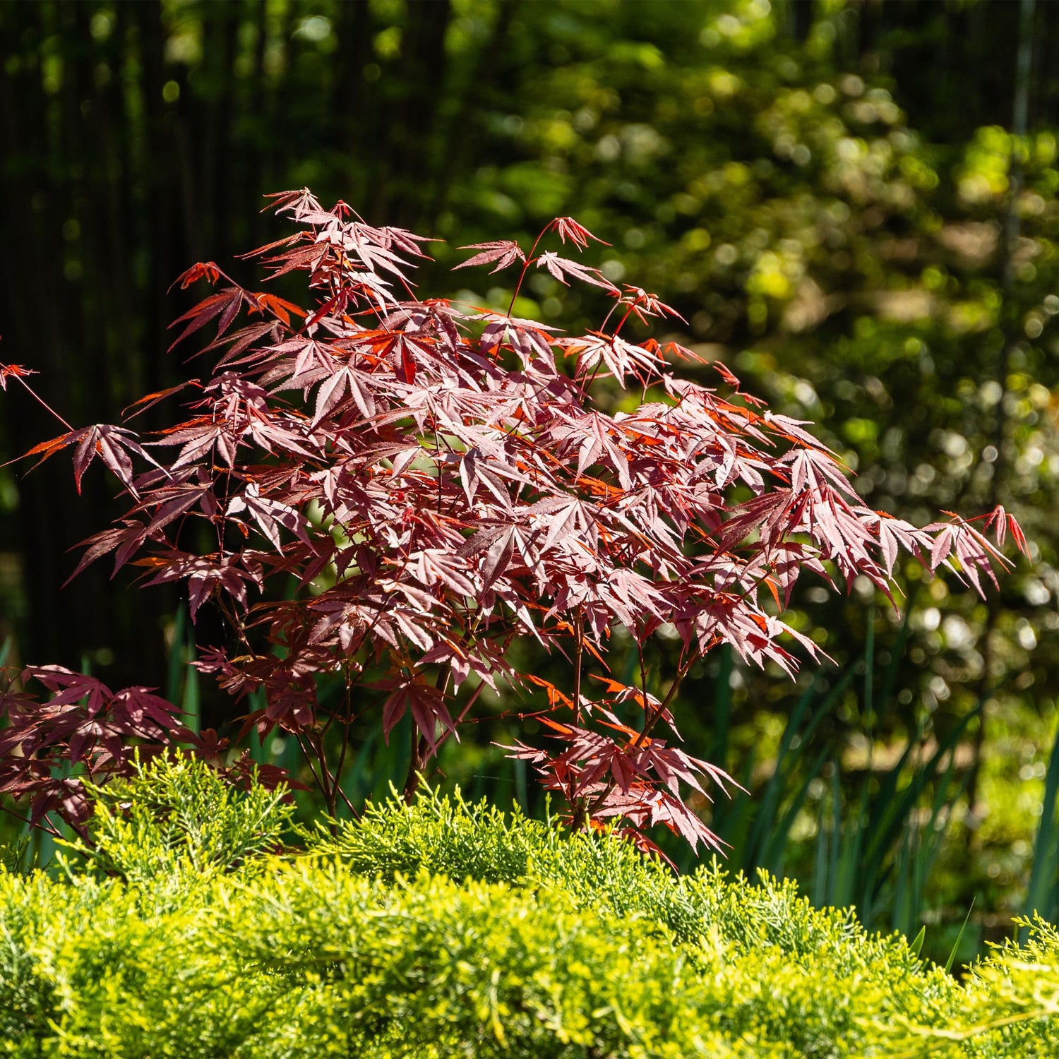 Japanischer Ahorn - Acer palmatum Atropurpureum - Lila - 2 Pflanzen - Laubabwerfend - Topf 19cm Höhe 70cm