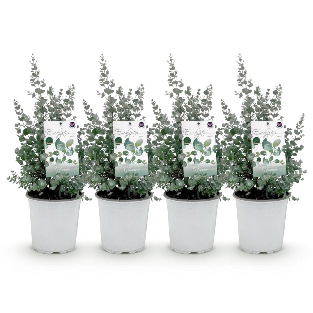 Terrassenpflanze - Eukalyptusbaum - Eucalyptus gunni - Grau - 4 Pflanzen - Winterhart - Topf 17cm Höhe 40cm